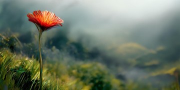 左边的那朵花开了到底是哪首歌？