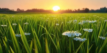 开满了稻花出自哪首歌？