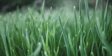 大家都叫我葱葱出自哪首歌？