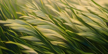 轻风穿过芦苇荡出自哪首歌？