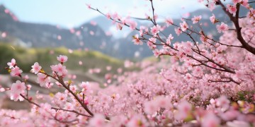 北镇梨花节适合放什么歌？
