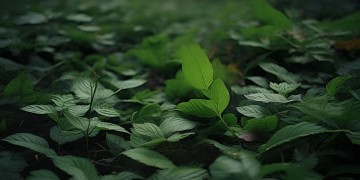 叶柔的英文歌究竟是什么？