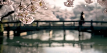 日本歌曲中提到侧颜的是哪首呢？