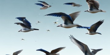 飞鸟飞得更高到底是哪首歌？