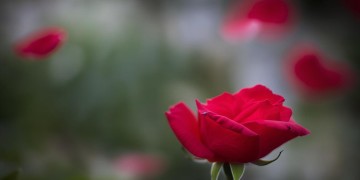 送她一朵红花究竟是哪首歌？