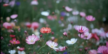花谢花开究竟出自哪首歌？