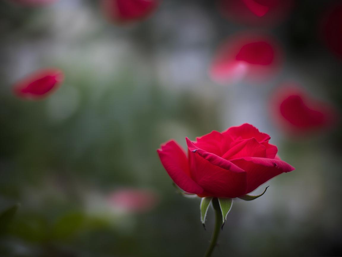 送她一朵红花究竟是哪首歌？