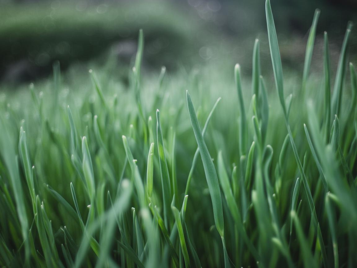 大家都叫我葱葱出自哪首歌? 大家都叫我葱葱出自哪首歌?